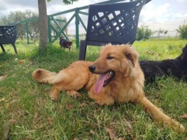 BIONDO 💙💙💙 wünscht sich ein Zuhause