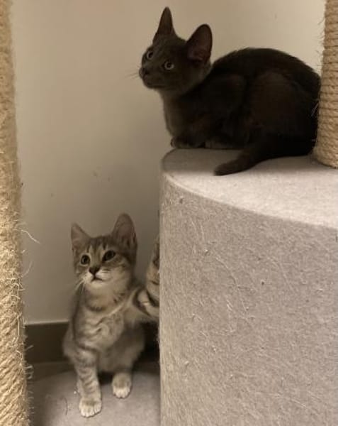 Prada und Tommy suchen das Glück