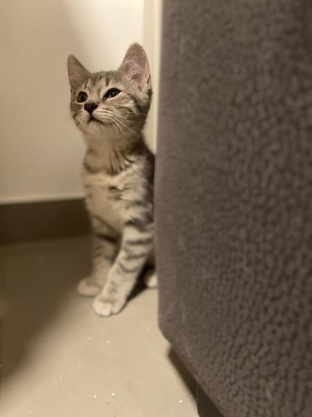 Prada und Tommy suchen das Glück