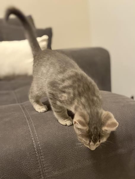 Prada und Tommy suchen das Glück