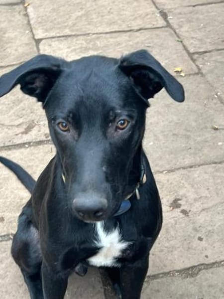 Carlos - coole Socke - echter Goldschatz