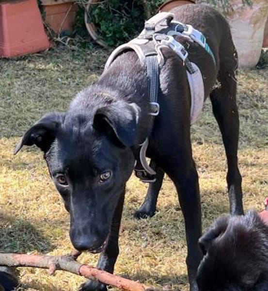 Carlos - coole Socke - echter Goldschatz