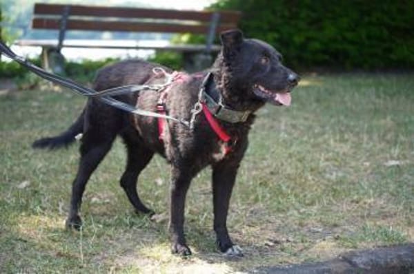 Pepper sucht dringend ein Zuhause