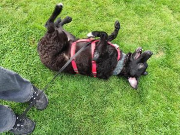 Pepper sucht dringend ein Zuhause