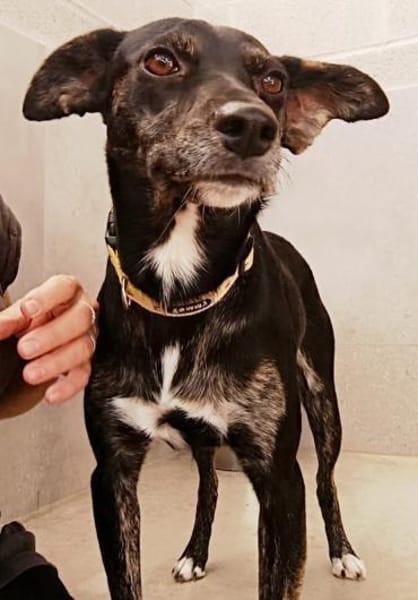 liebe Candy, ca. 38 cm hoch,bei Aachen,