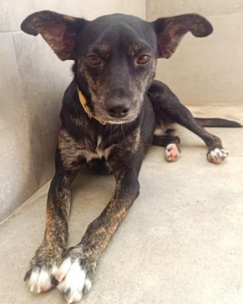 liebe Candy, ca. 38 cm hoch,bei Aachen,