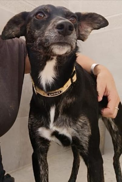 liebe Candy, ca. 38 cm hoch,bei Aachen,