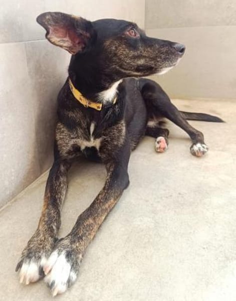 liebe Candy, ca. 38 cm hoch,bei Aachen,