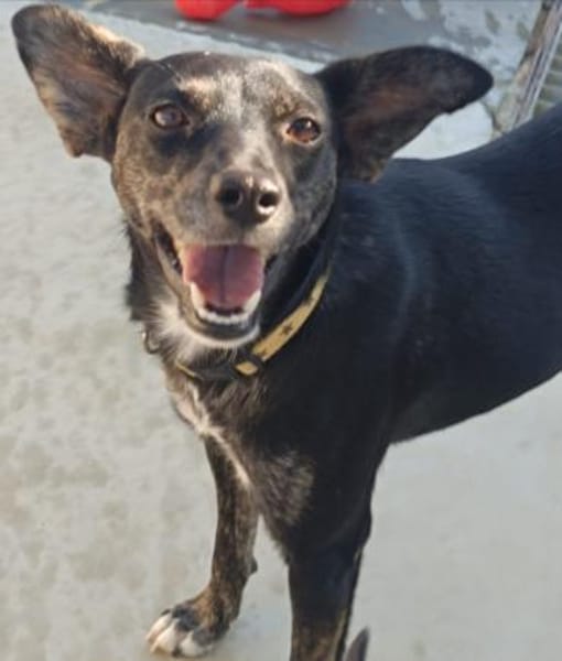 liebe Candy, ca. 38 cm hoch,bei Aachen,