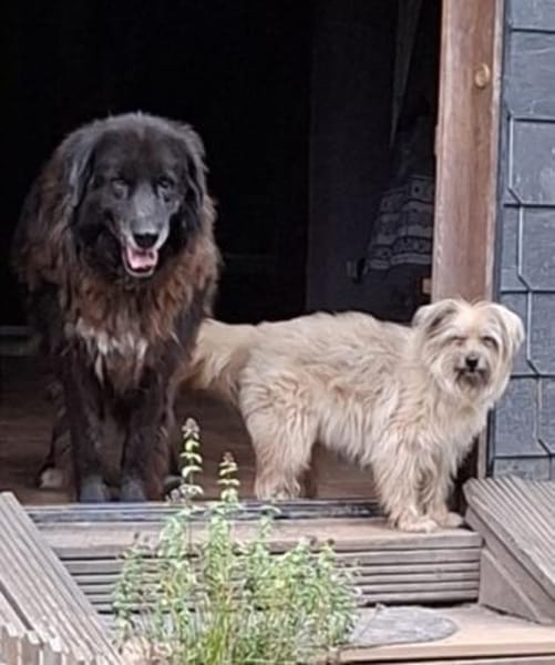 Richie sucht einen Gnadenplatz