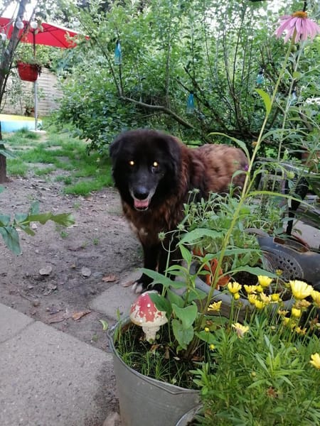 Richie sucht einen Gnadenplatz