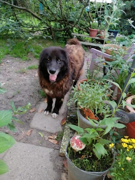 Richie sucht einen Gnadenplatz