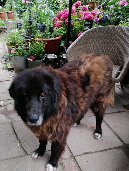 Richie sucht einen Gnadenplatz