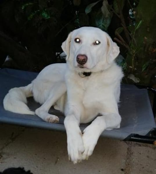 Bildschöne Ria mit Handicap