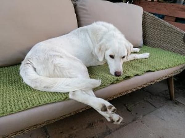 Bildschöne Ria mit Handicap