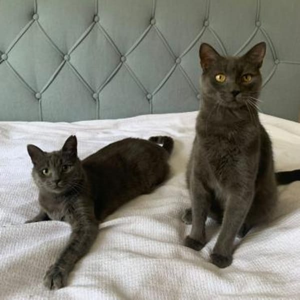 Fairy & Caillou suchen ein neues Zuhause