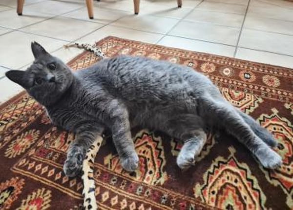 Fairy & Caillou suchen ein neues Zuhause