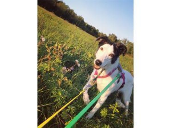 Toppa - wartet in 99427 Weimar