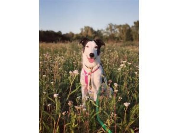 Toppa - wartet in 99427 Weimar