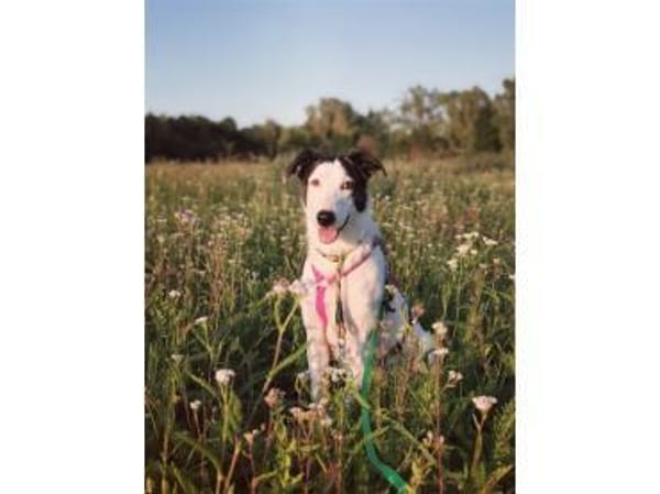 Toppa - wartet in 99427 Weimar