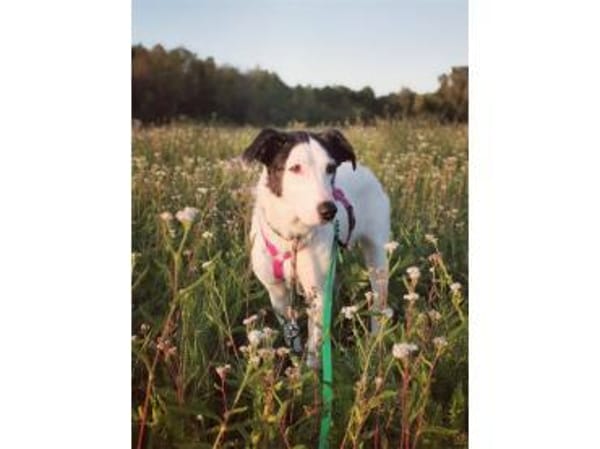 Toppa - wartet in 99427 Weimar