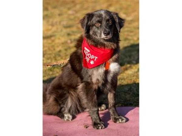 Mayli  wartet in 91611 Lehrberg