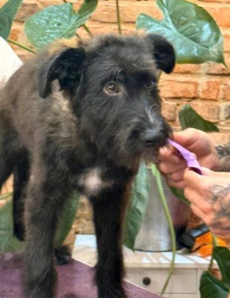 Mateo - kleines Herz auf vier Pfoten 🐾