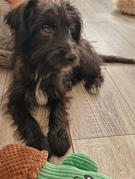 Mateo - kleines Herz auf vier Pfoten 🐾