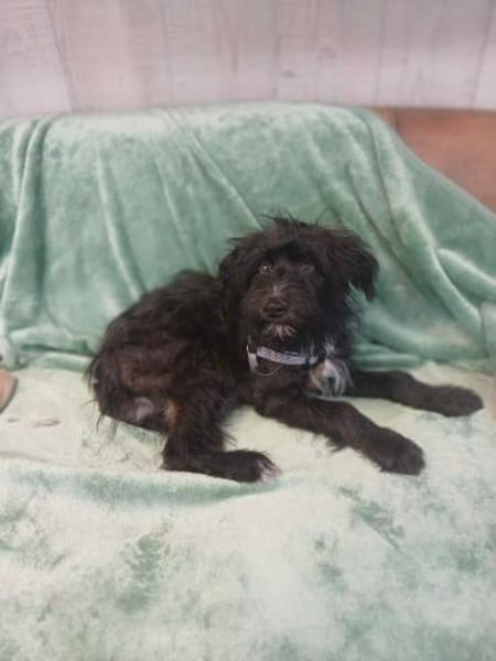 Mateo - kleines Herz auf vier Pfoten 🐾