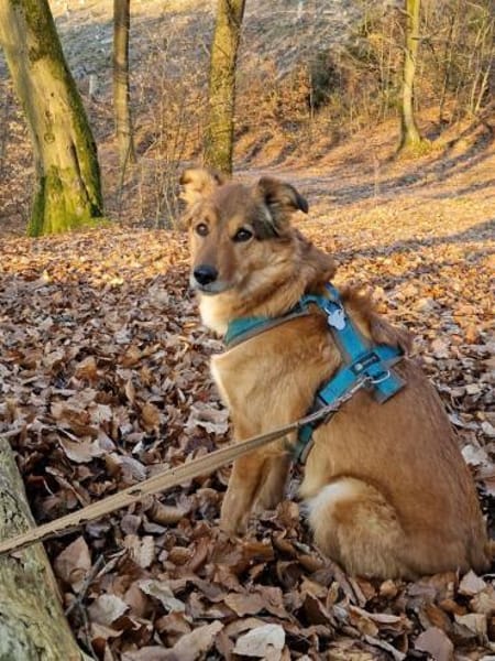 Lee sucht ein neues Zuhause