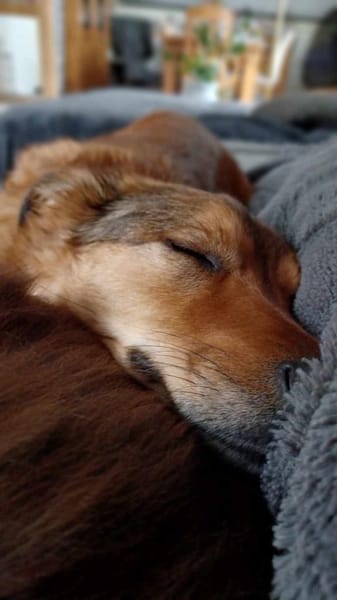 Lee sucht ein neues Zuhause