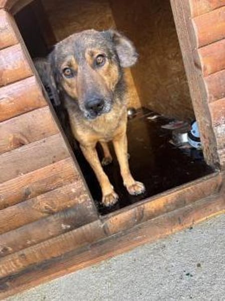 Herzensbub Bingo sucht eine Familie!