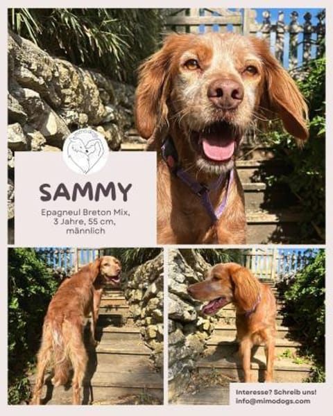 Sammy: Verschmuster Bretonen-Mischling