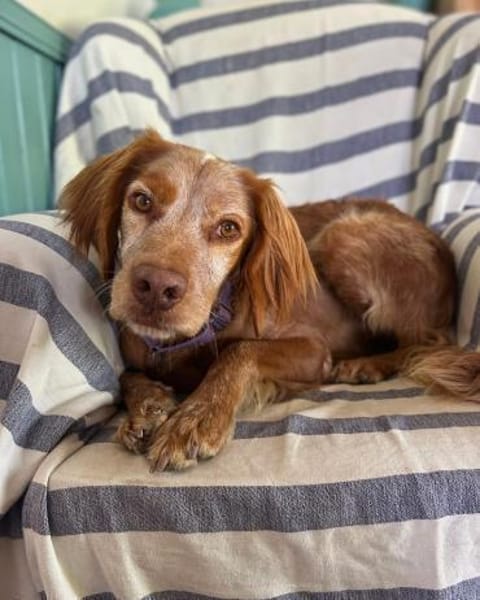 Sammy: Verschmuster Bretonen-Mischling