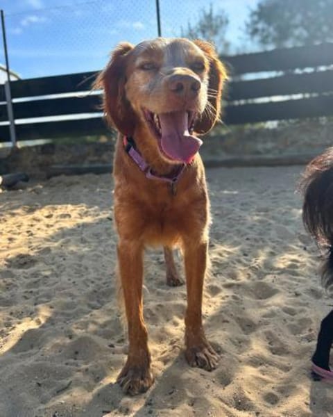 Sammy: Verschmuster Bretonen-Mischling