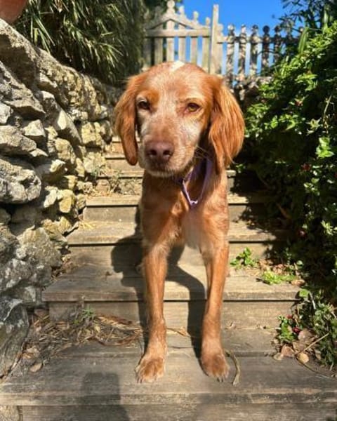 Sammy: Verschmuster Bretonen-Mischling