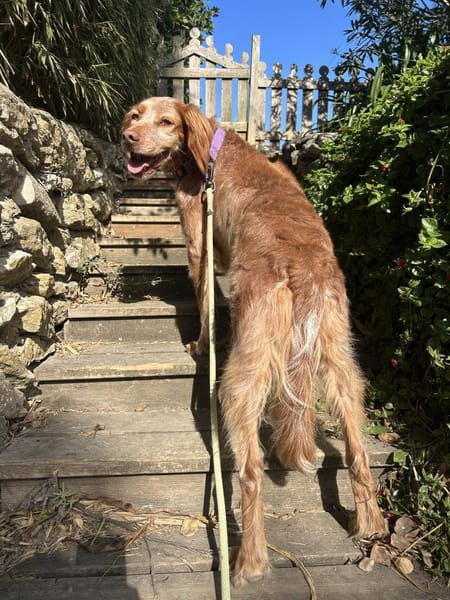 Sammy: Verschmuster Bretonen-Mischling