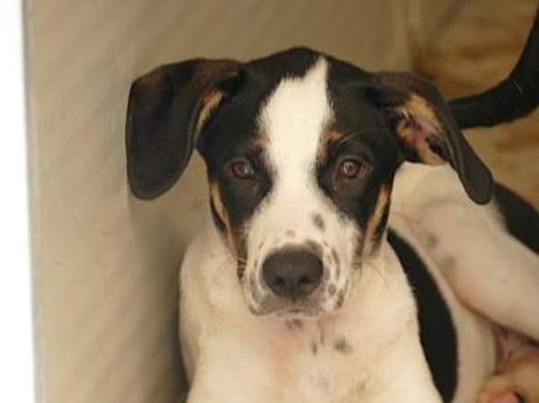 Möchten Sie Nettuno bei sich aufnehmen?