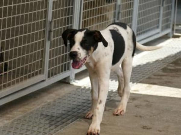 Möchten Sie Nettuno bei sich aufnehmen?