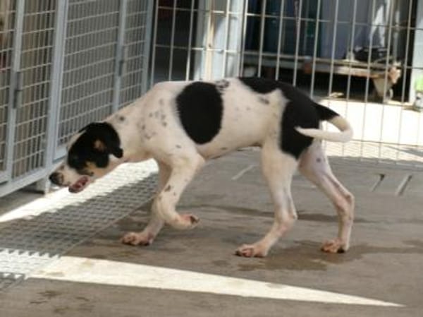 Möchten Sie Nettuno bei sich aufnehmen?