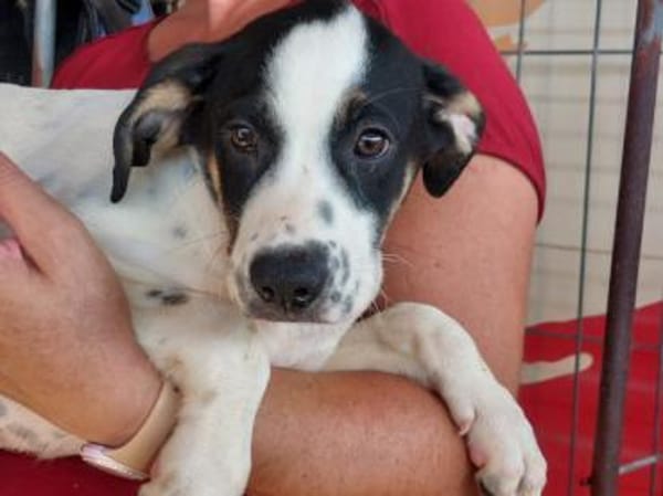 Möchten Sie Nettuno bei sich aufnehmen?