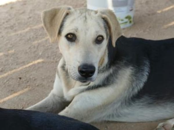 Schenken Sie Baco sein Traumzuhause?