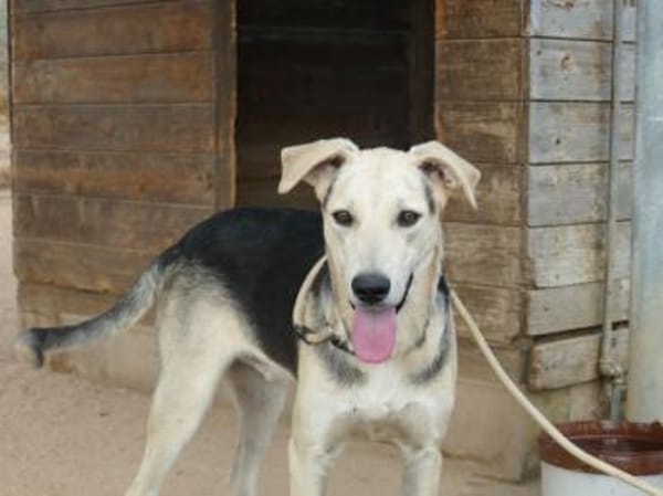 Schenken Sie Baco sein Traumzuhause?