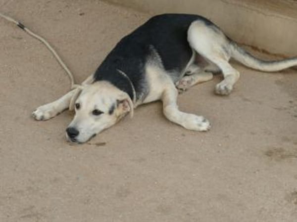 Schenken Sie Baco sein Traumzuhause?