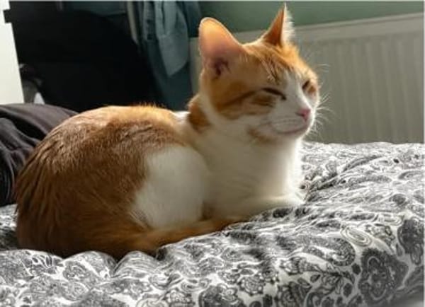 Melón - hübsches weiß-rotes Tigerchen