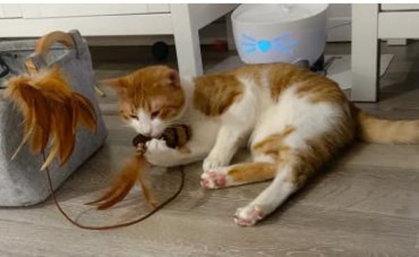 Melón - hübsches weiß-rotes Tigerchen