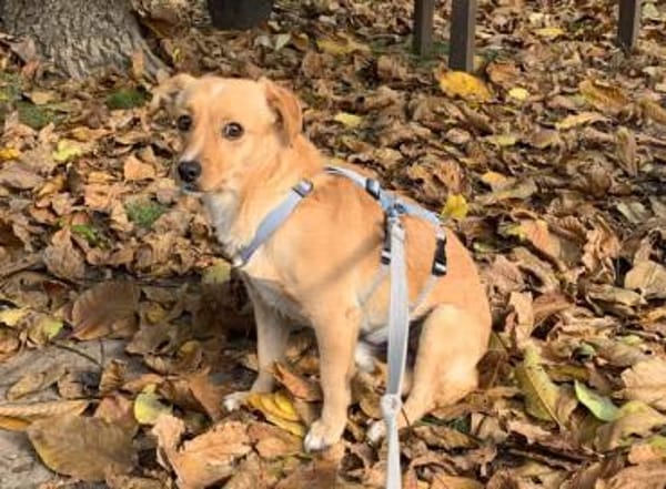 Coco möchte zu Ihnen gehören