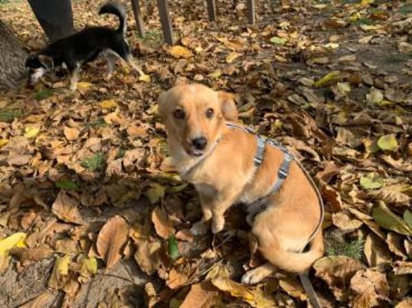 Coco möchte zu Ihnen gehören