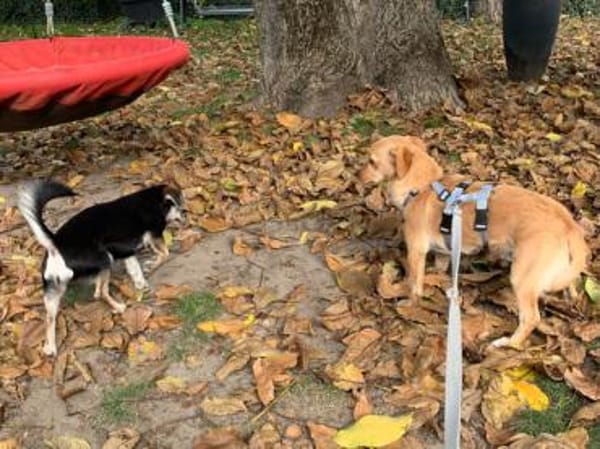 Coco möchte zu Ihnen gehören