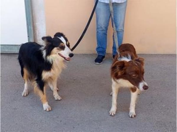 Vega sucht neuen Wirkungskreis